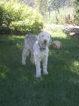 Mr. Maximus