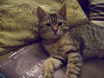 Lucy the Cat Reading Alice Munro...