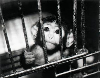 animal-testing-caged-monkey.jpg