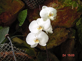 White Orchids