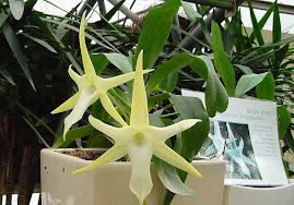 Star of David Orchid