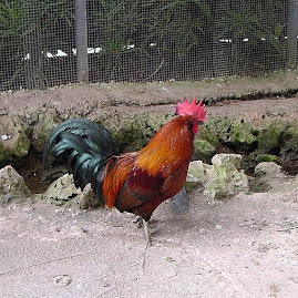 Chinese Chicken? or Arab Rooster?