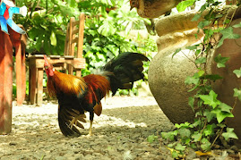 Rooster meet Flat Stanley