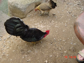 Black Tail Rooster