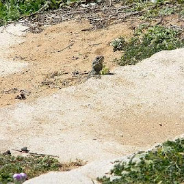 Lizard on Nahariya Beach