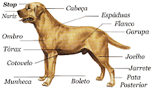 Anatomia externa de um cão