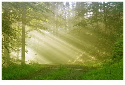 [Bosque+amanece+en+el.jpg]