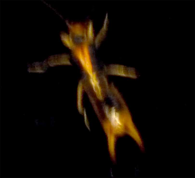 Earwig Listening Device