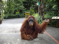 Ah-Meng the Celibrity Orangutan of Singapore Zoo.(23-10-07)