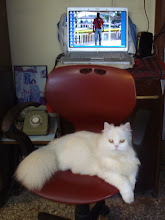 Cat Matahari on her "Boss's Chair" facing the computer