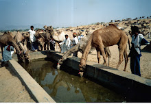 Camels at a "water Trough" in Pushkar(November 2003)