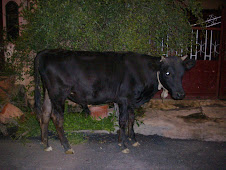 A "Bull Raid" on a bungalow garden(Saturday 26-9-2009)