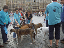 Retired racing greyhounds at Grand Place in Brussels.