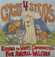 Cycle 4 Strays
