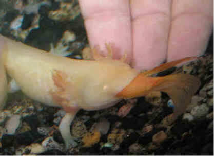 life journal: Do You Know About This Cute Mexican Walking Fish?