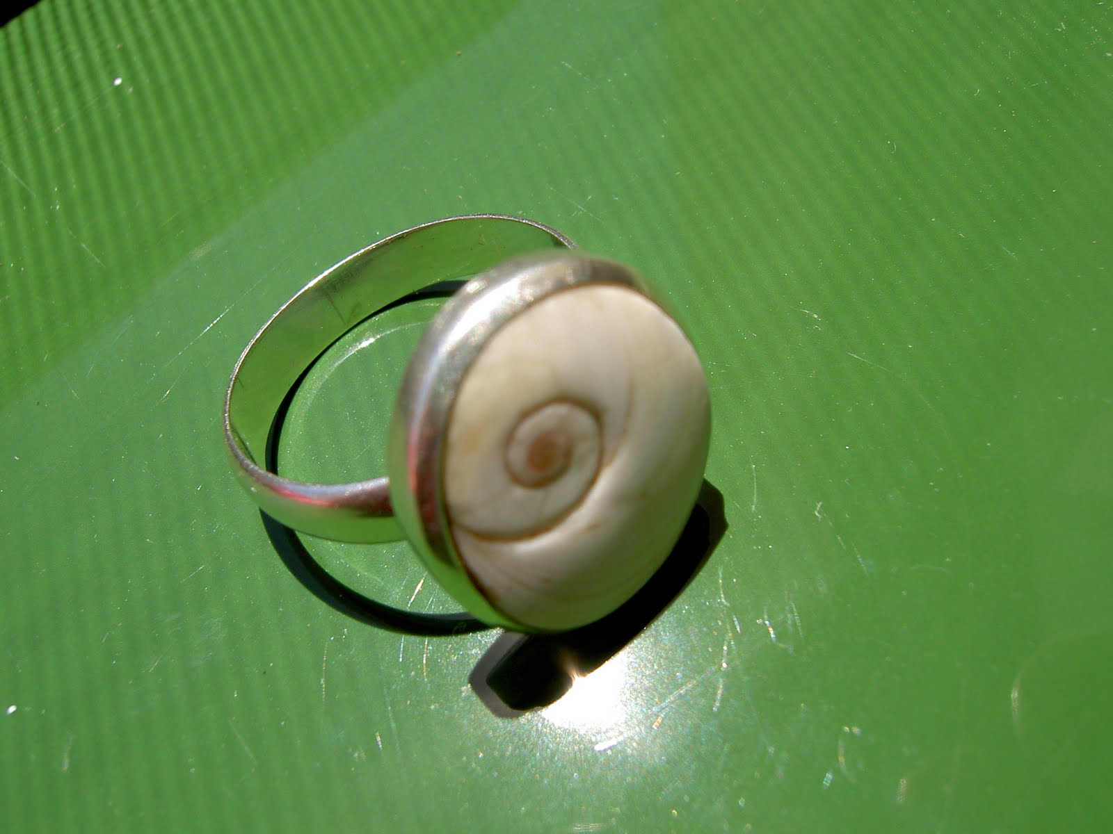 Ora marítima. Costa de Cádiz. Orejitas y reversos en espiral.