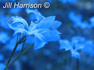 Photographing wildflowers