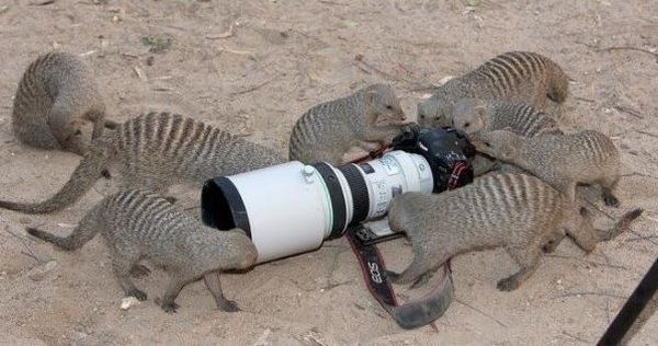 [animals_and_cameras_32.jpg]