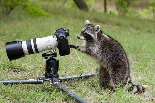 [animals_and_cameras_12.jpg]