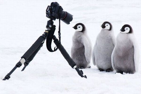 [animals_and_cameras_11.jpg]