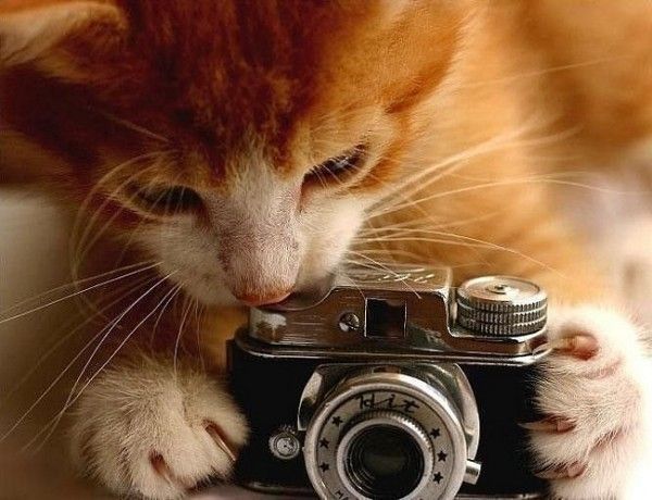 [animals_and_cameras_28.jpg]