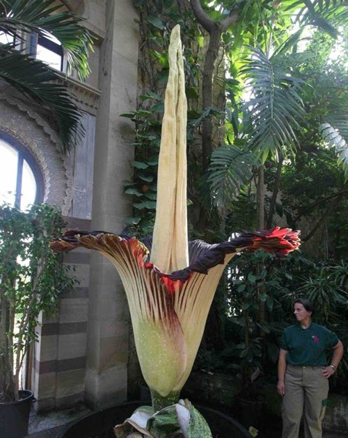 Largest Flower In The World | just cool pics world s largest flower Largest Flower In The World | just cool pics world s largest flower