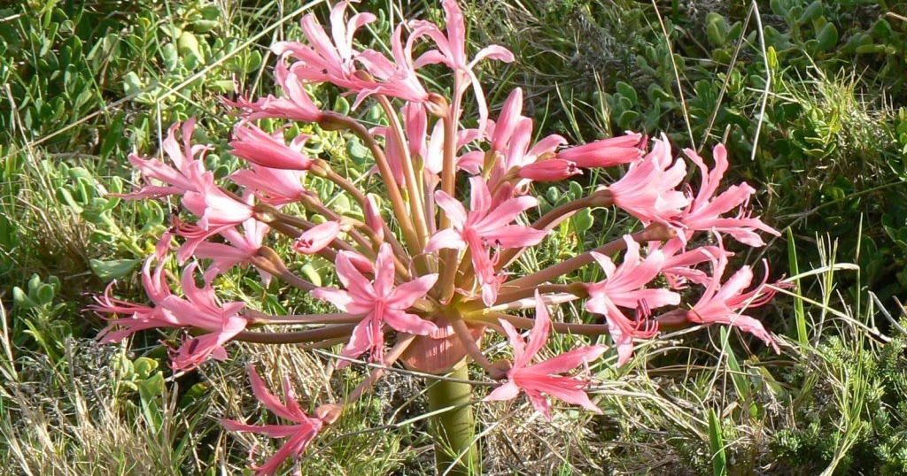 St Francis Daily Photo Candelabra plant in full bloom