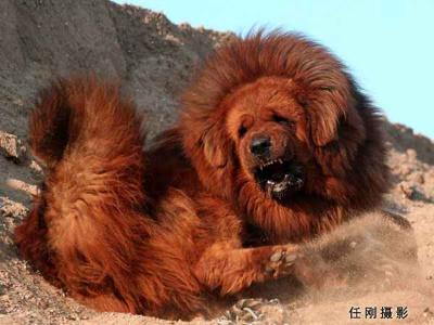 Tibetan Mastiff Dog
