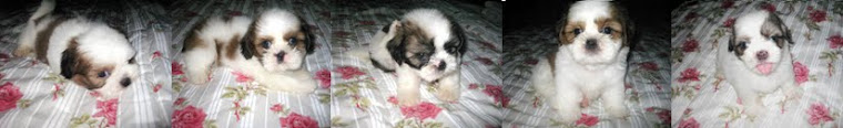 Shih Zhu Puppy