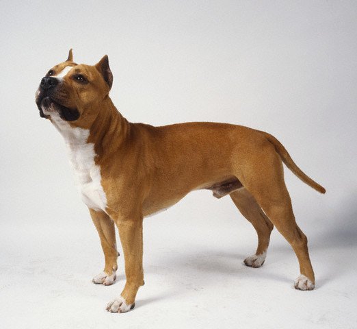 veteriner hekim ersen kasim 2009