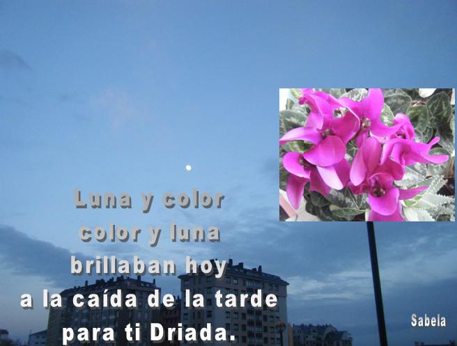 Sabela , muchas gracias Siempre en mi recuerdo Luna y flor