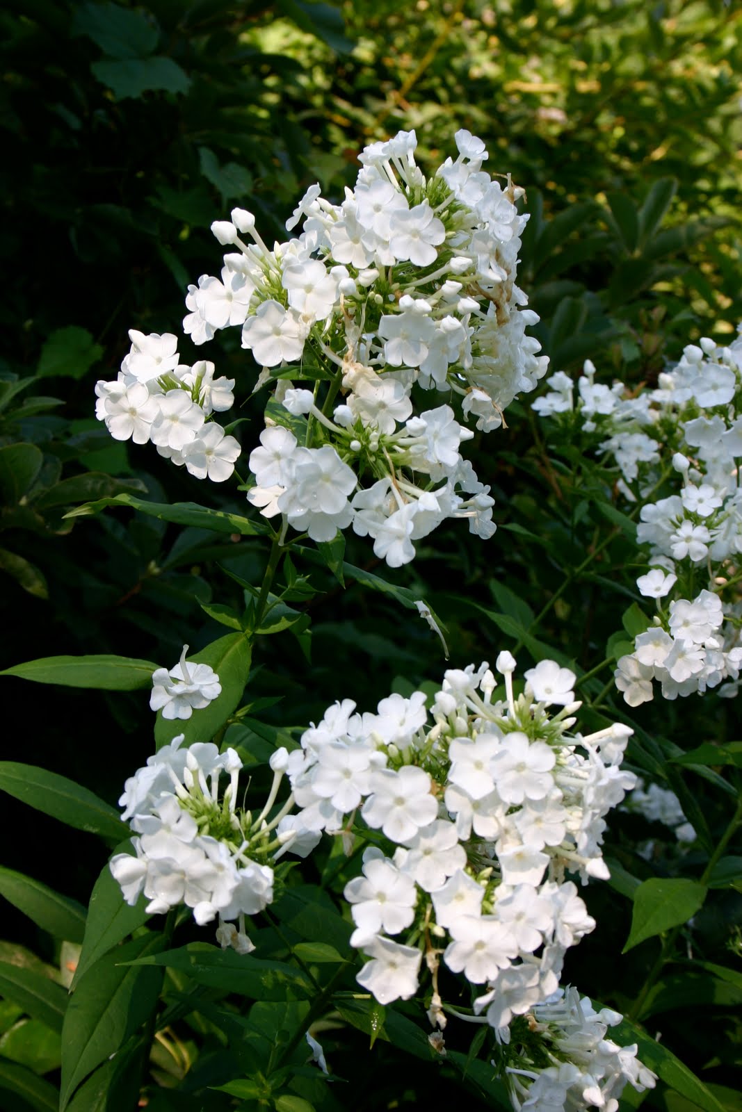 Phlox Paniculata David
