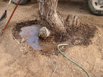 Watering Ring