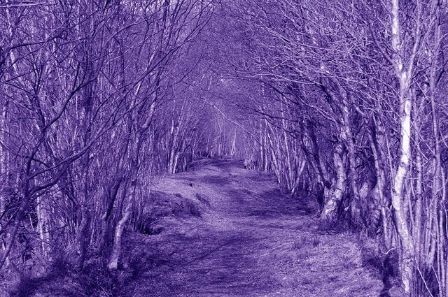 Lackan Bog, County Down