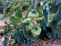 ortaggi, pomodori