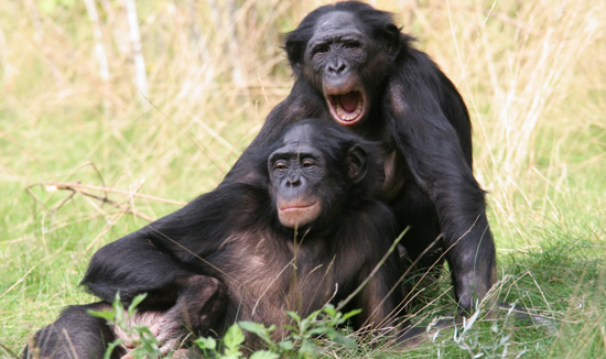 Bonobo Monkeys Mating