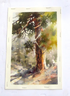 Roland Lee plein air watercolor study of a Ponderosa Pine
