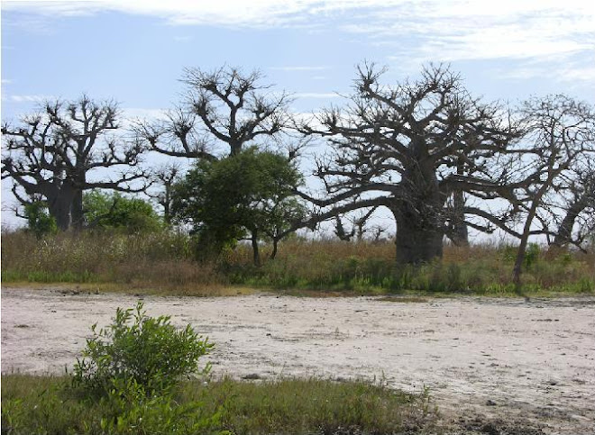 MAR LODJ : Le débarcadère « LES BAOBABS »