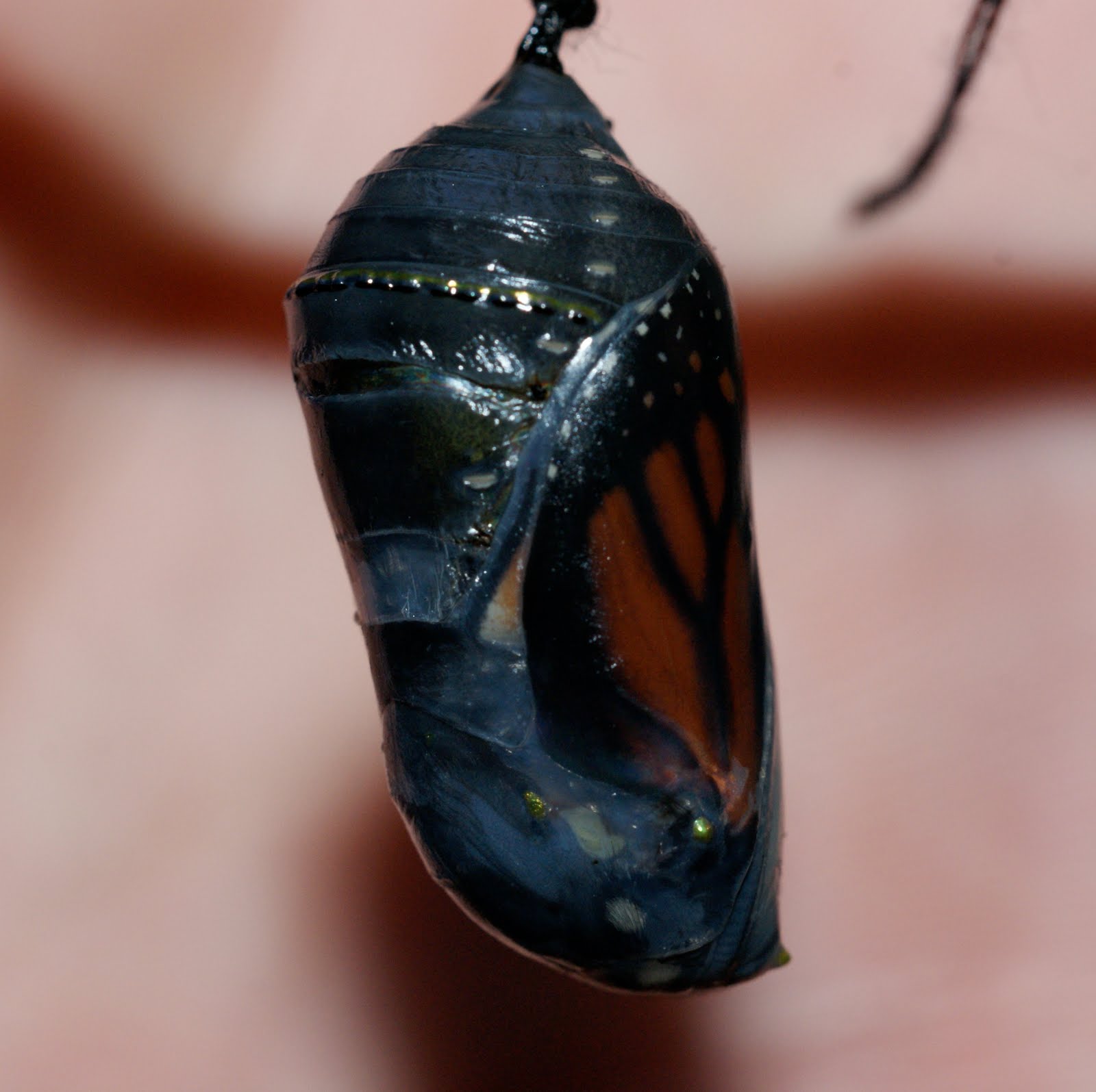 A Monarch Butterfly's Journey, 2010 The chrysalis