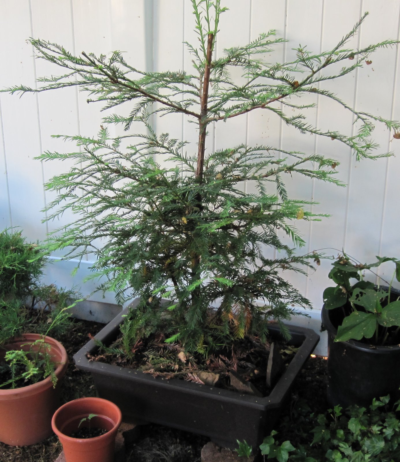 Bonsai 2 Coastal Redwood Bonsai