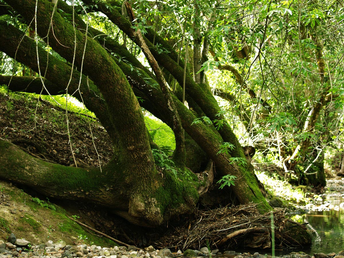 [moss+covered+oak+in+creek.jpg]