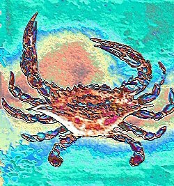 Blue Crab