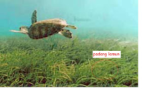 Senang Tersenyum Jenis Dan Penyebaran Padang Lamun