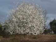 White blossom. I may have rather overdone the Spring photos last year so I .