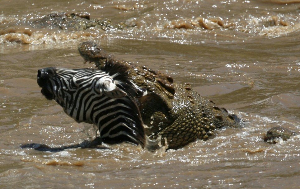 முதலைகள் Crocodile+biting+a+zebra