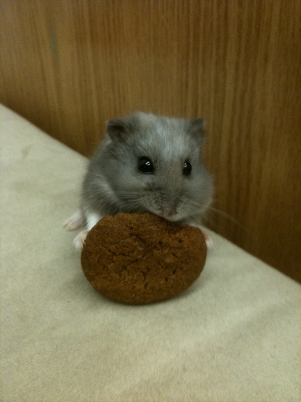 Stirfry cookies Ethical hamsters and raspberry chili salmon