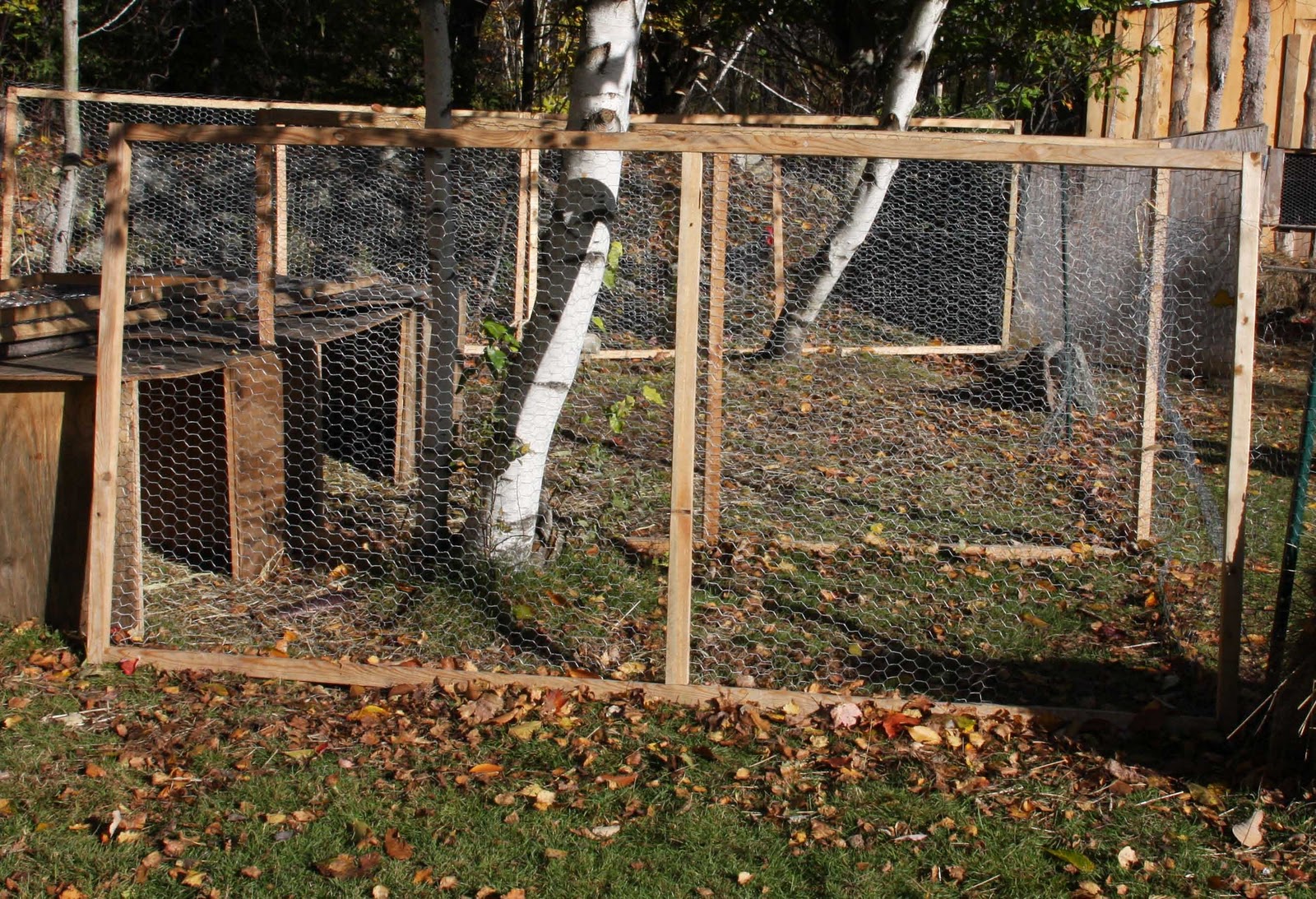 Bird Health Awareness Week Community Chickens