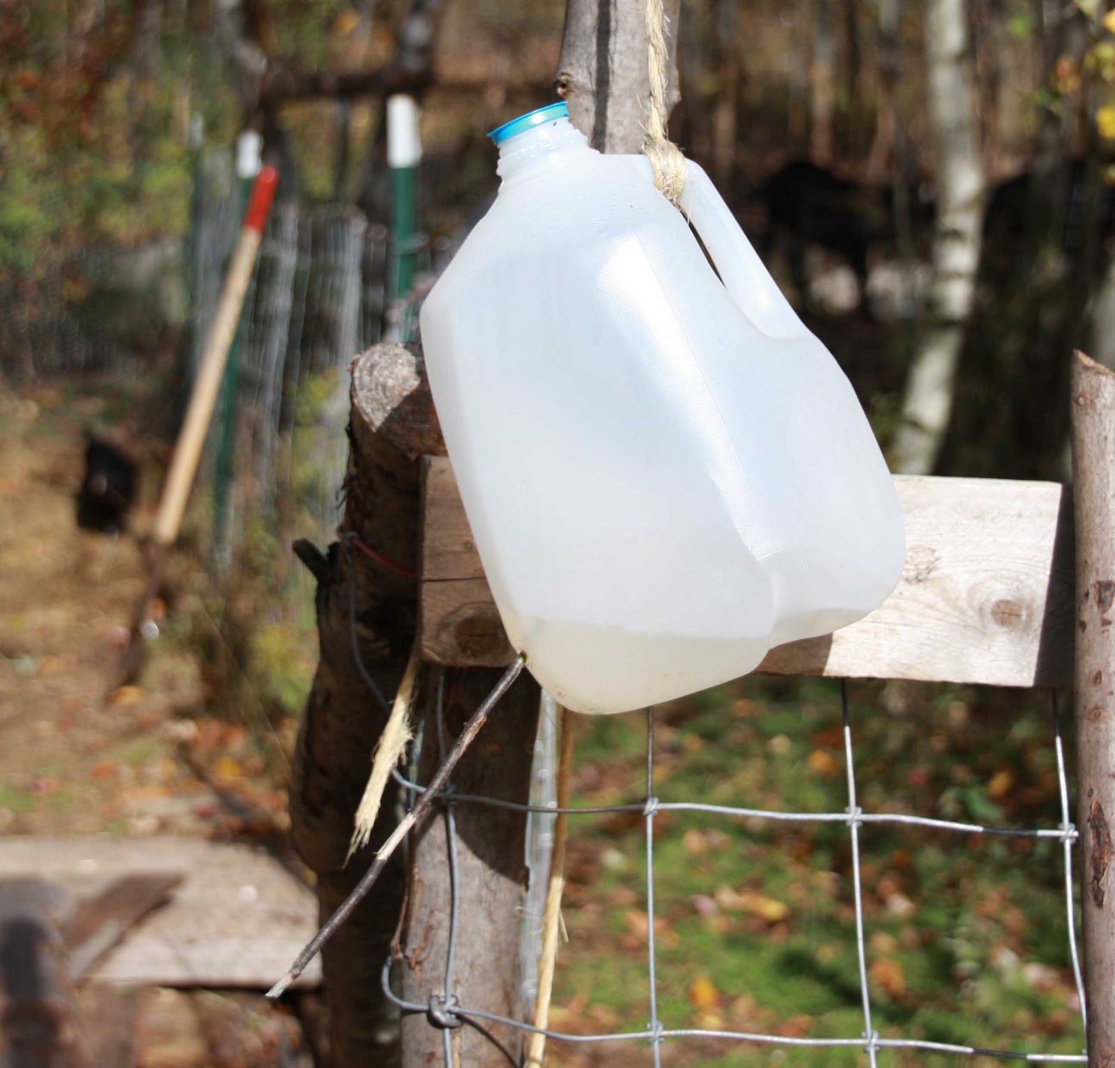 Bird Health Awareness Week Community Chickens