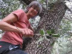 8/8/09 Climbing