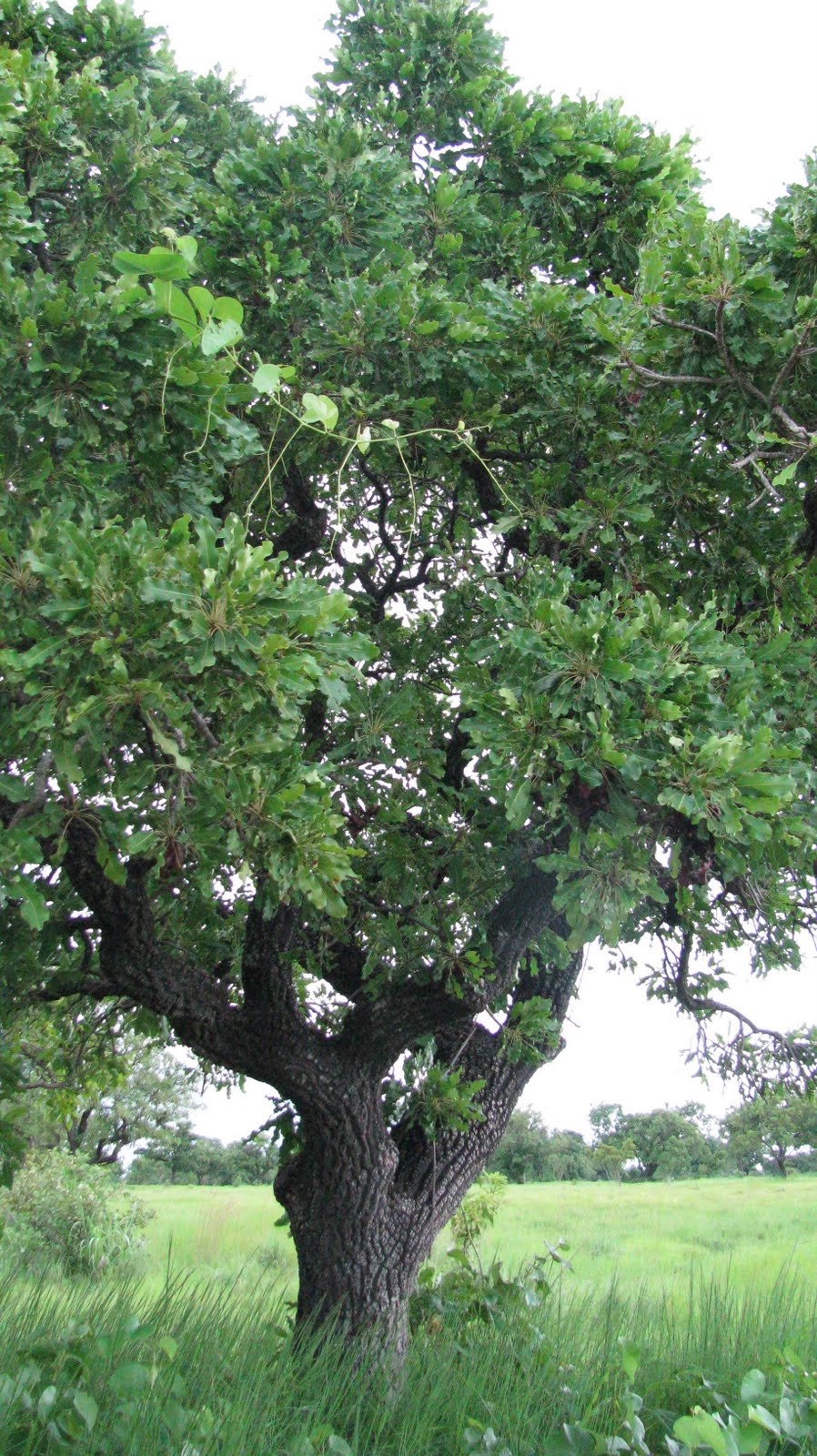 Shea Nut Tree